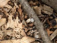 Schizophyllum commune image