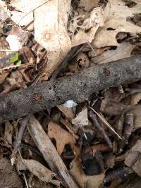 Schizophyllum commune image