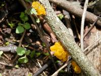 Tremella mesenterica image