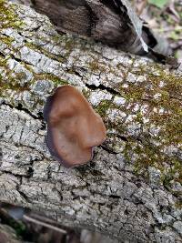 Auricularia auricula-judae image