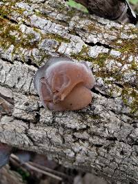 Auricularia auricula-judae image