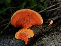 Pycnoporus coccineus image