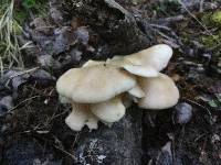 Pleurotus populinus image