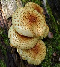 Pholiota squarrosoides image