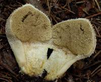 Lycoperdon perlatum image