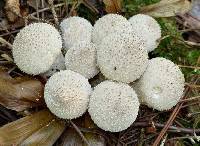 Lycoperdon perlatum image