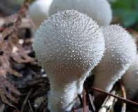 Lycoperdon perlatum image