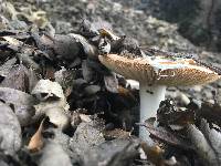 Amanita velosa image