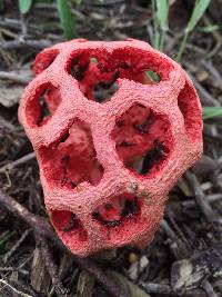 Clathrus ruber image