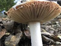 Amanita velosa image