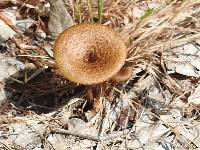 Polyporus arcularius image