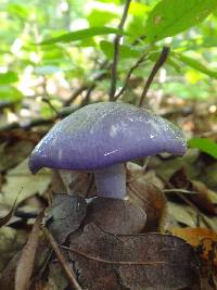 Cortinarius iodes image