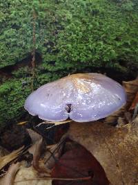 Cortinarius iodes image