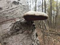 Piptoporus betulinus image