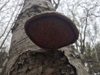 Piptoporus betulinus image