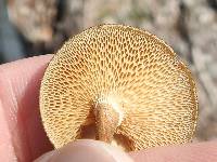 Polyporus arcularius image