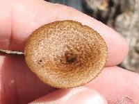 Polyporus arcularius image