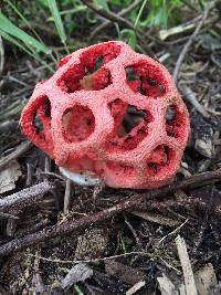 Clathrus ruber image