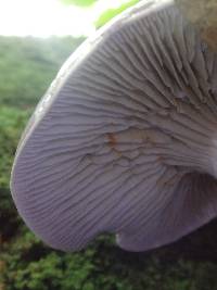 Cortinarius iodes image