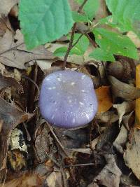 Cortinarius iodes image