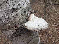 Piptoporus betulinus image