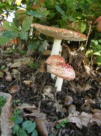 Amanita muscaria image