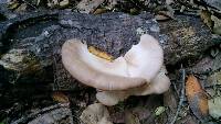 Pleurotus ostreatus image
