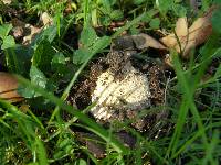 Amanita muscaria image