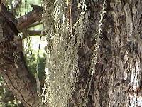 Ramalina menziesii image