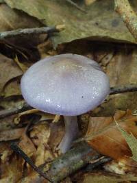 Cortinarius iodes image