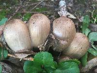 Coprinopsis atramentaria image