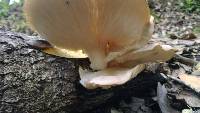 Pleurotus ostreatus image