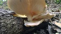 Pleurotus ostreatus image