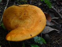 Lactarius peckii image