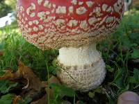 Amanita muscaria image