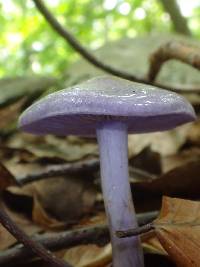 Cortinarius iodes image