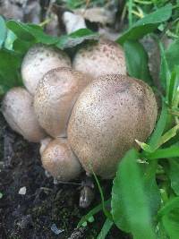 Coprinopsis atramentaria image