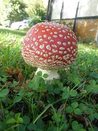 Amanita muscaria image