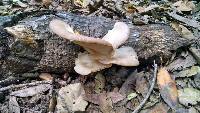 Pleurotus ostreatus image