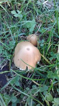 Psathyrella candolleana image