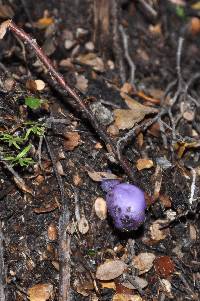 Cortinarius porphyroideus image