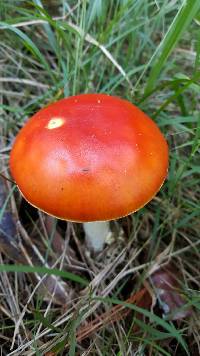 Amanita muscaria image