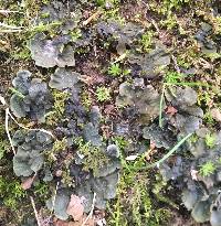 Peltigera canina image