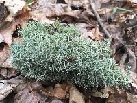 Cladonia furcata image