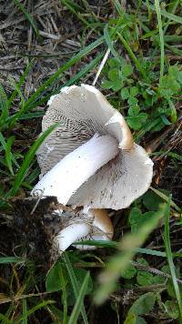 Psathyrella candolleana image