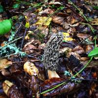 Morchella americana image