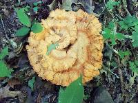 Laetiporus cincinnatus image