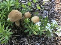 Agrocybe praecox image