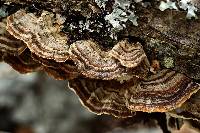 Trametes versicolor image