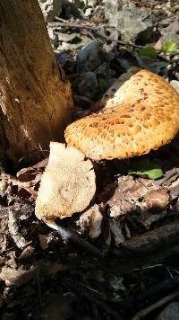 Polyporus squamosus image